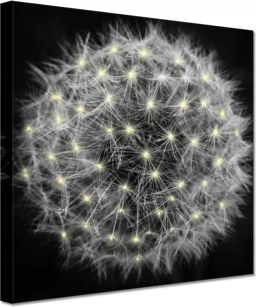 Vászonkép 60x60 Pitypang Virág Virágok