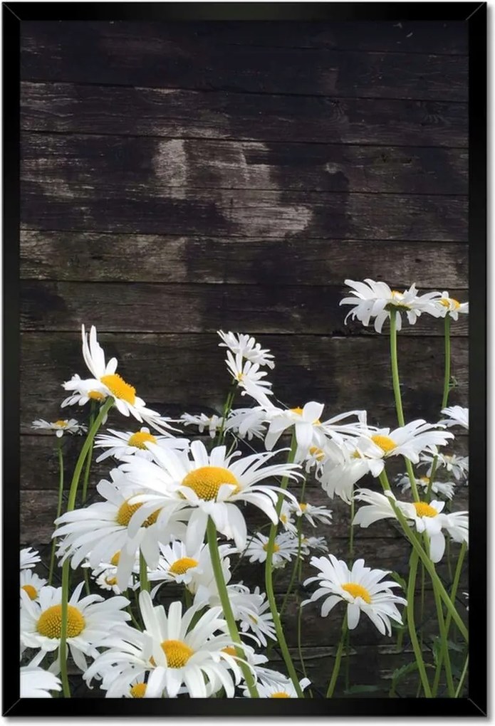 Poszterek keretben 40x60 Margaretki