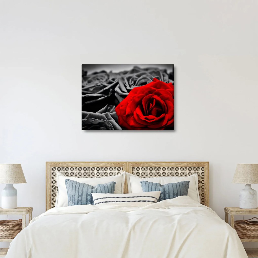 Kép - Rózsák (70x50 cm)