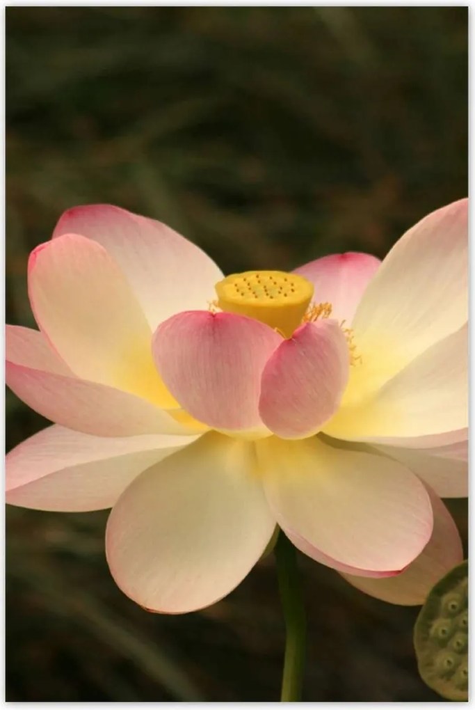 Poszterek 60x90 Lótusz Lótuszvirág