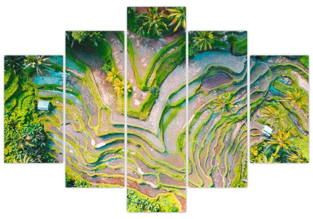 A rizsföldek képe madártávlatból (150x105 cm)