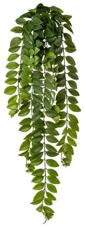 Művirág Columnea popínavá, 85 cm, zöld