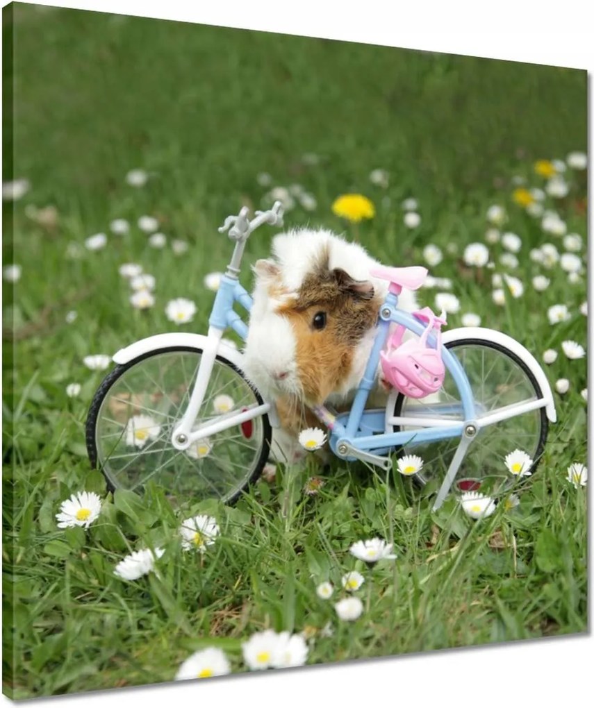 Vászonkép 50x50 Tengerimalac a réten