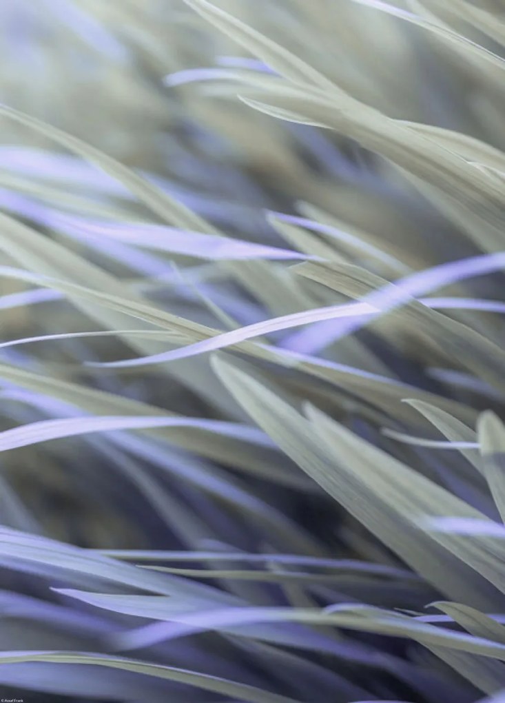 Poszter 39,5x55cm Fű, Assaf Frank