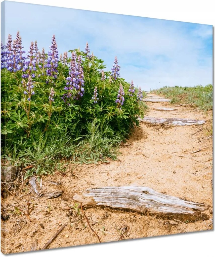 Vászonkép 50x50 Lépcsők Virágok Rét