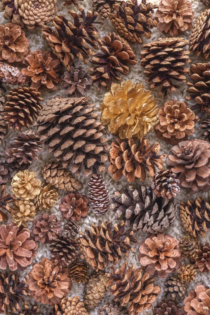 Poszter 61x91,5cm Fenyőtoboz, Assaf Frank