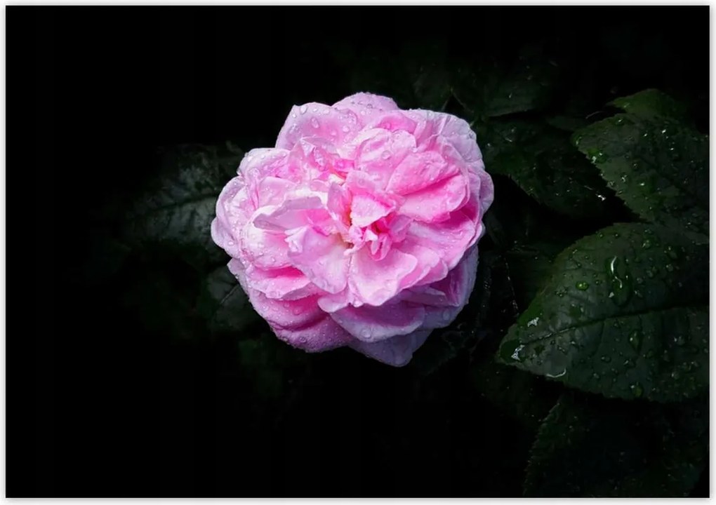 Poszterek 100x70 Rózsaszín bazsarózsa cseppekkel