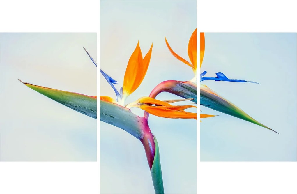 Virág képe (90x60 cm)