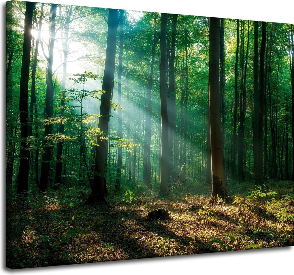 Vászonkép Erdő Fák Nap sugarai 100x80 cm Ideális ajándék