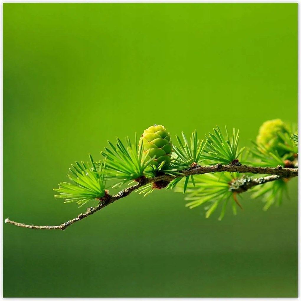 Poszterek 70x70 Fa Kilátás