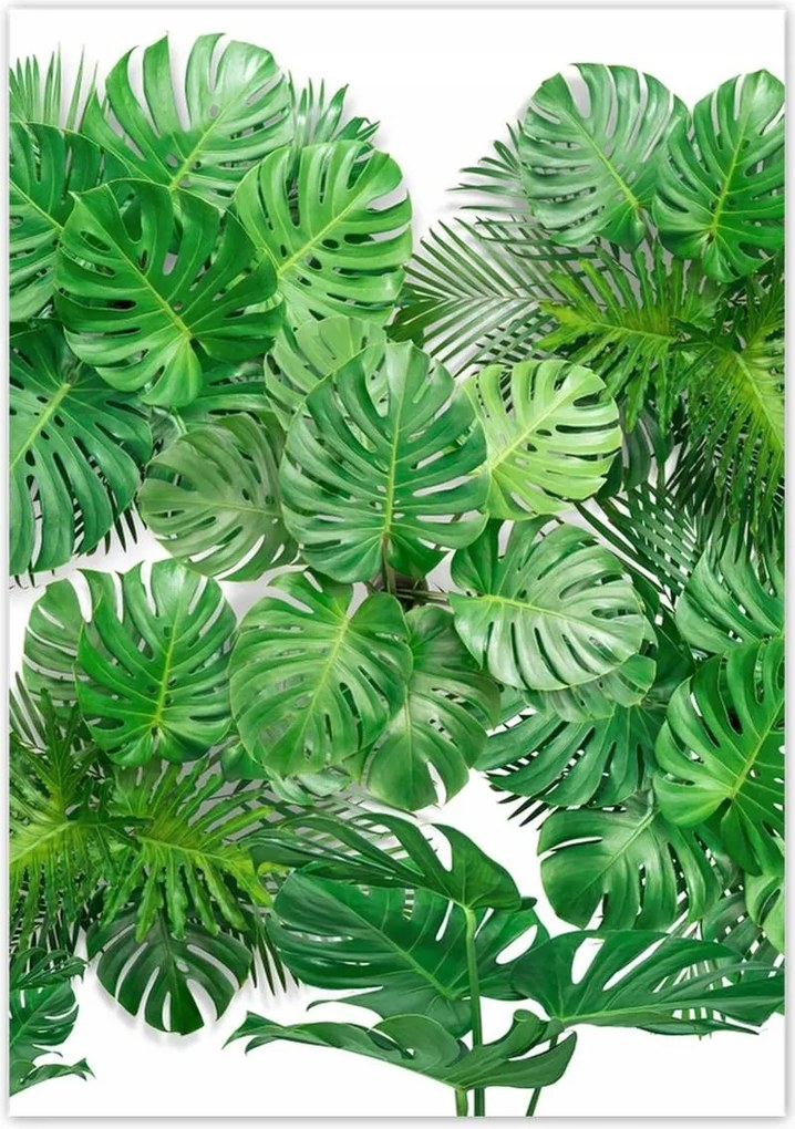 Poszterek 70x100 Monstera Lyukas levelek