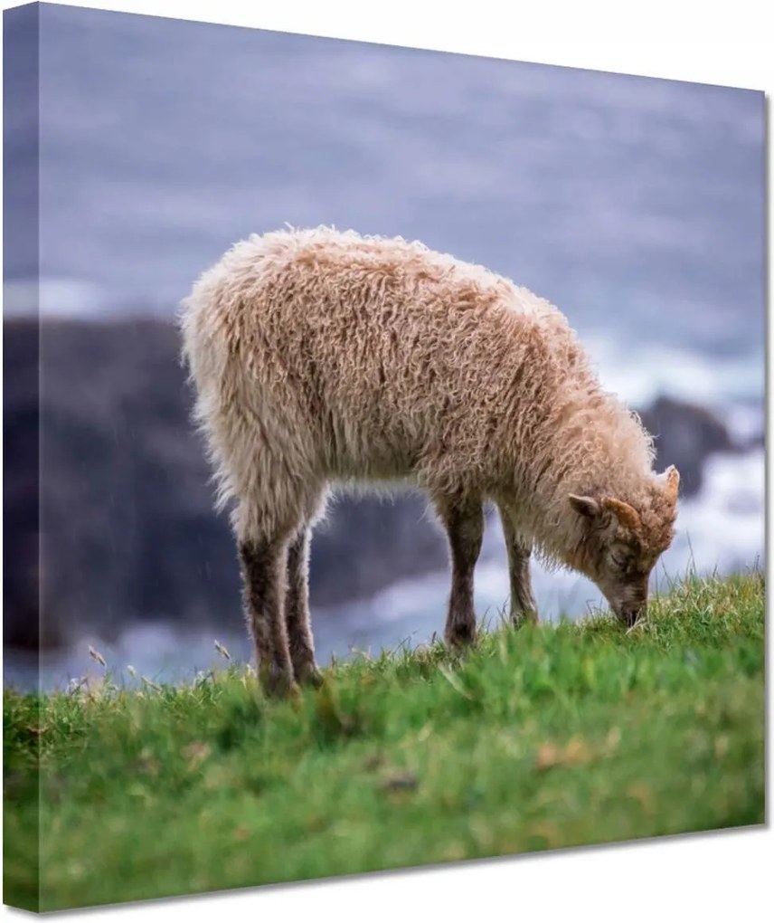 Vászonkép 60x60 Juh legeltetés Bárányok Juhok
