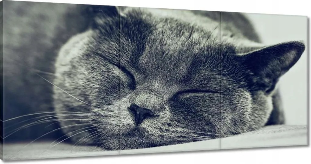Vászonkép 120x60 Cica
