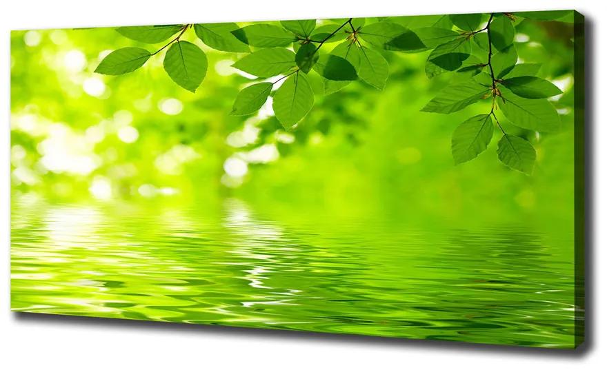 Vászonkép nyomtatás Zöld levelek pl-oc-140x70-f-41296480
