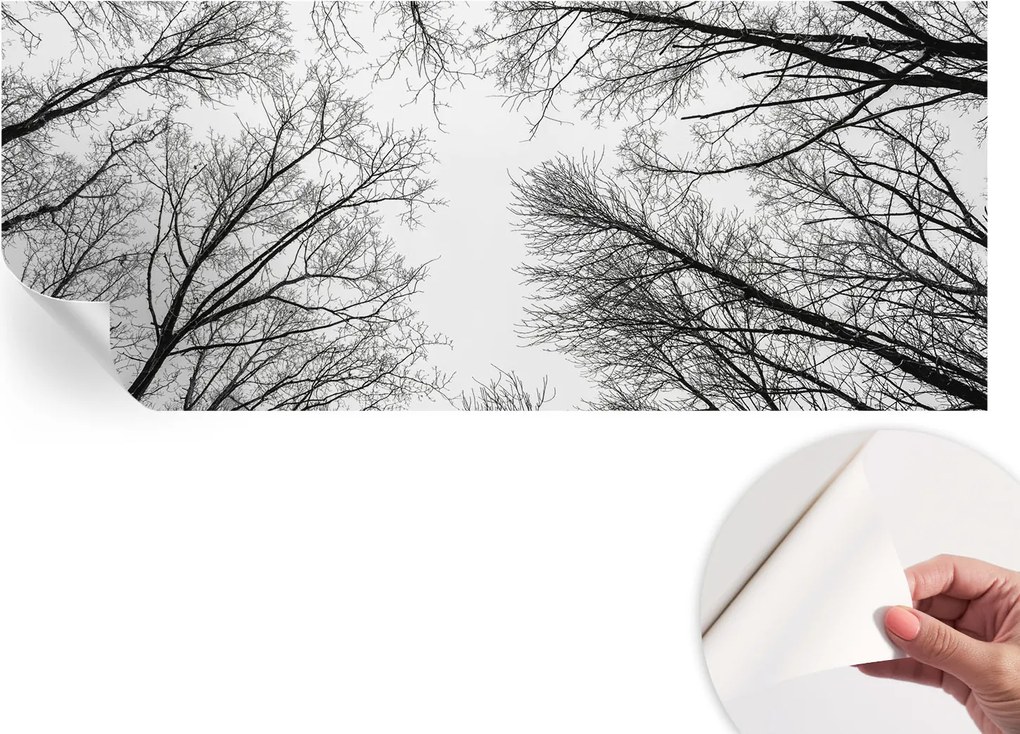 Öntapadós Dekoratív Fotótapéta Hálószobába Meztelen ágak 250x104 cm