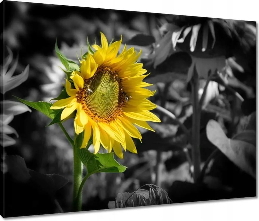 Vászonkép 80x60 Napraforgó
