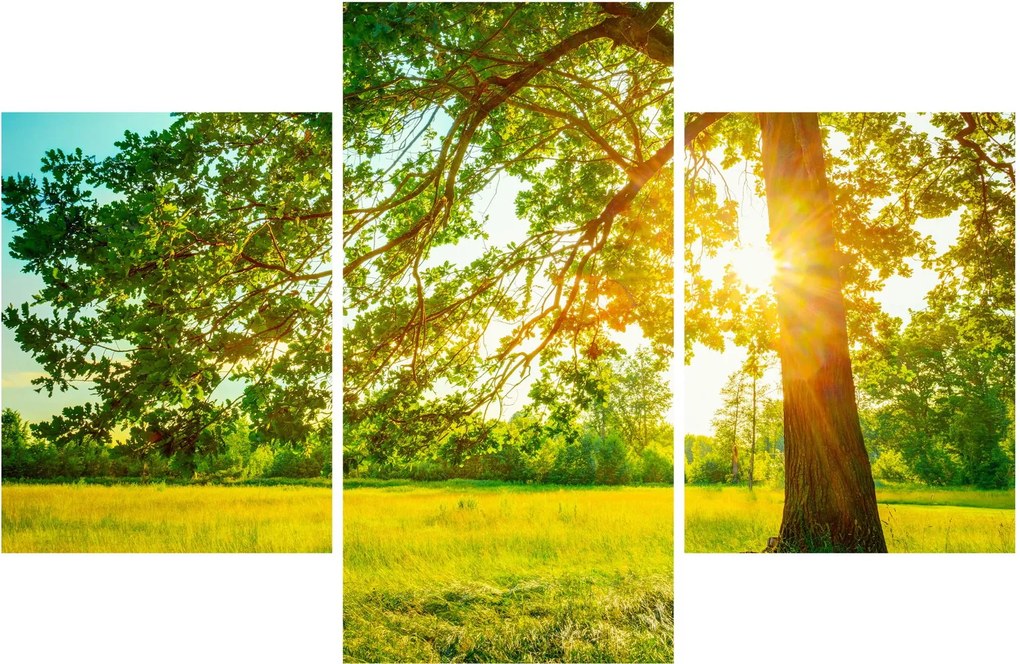 Kép - Sunny Forest (90x60 cm)