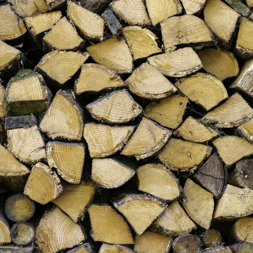 Poszter 40x40cm Fa rönkök, Assaf Frank