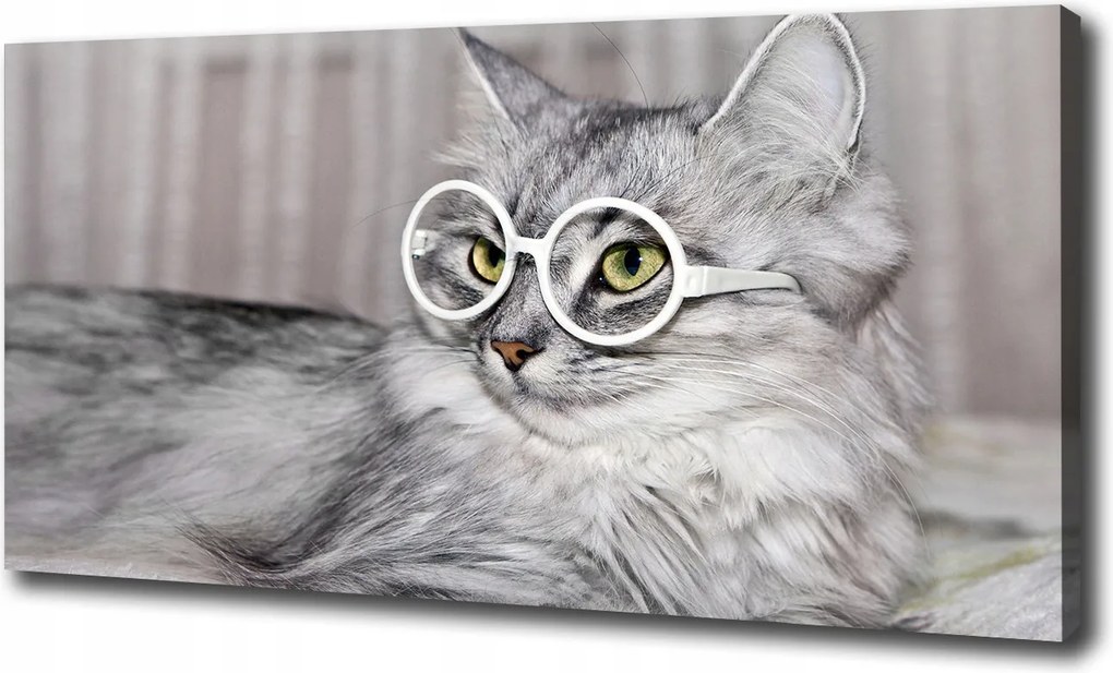 Vászonkép Macska szemüvegben 100x70 cm