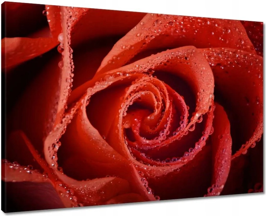 Vászonkép 70x50 Harmatcseppek a rózsán