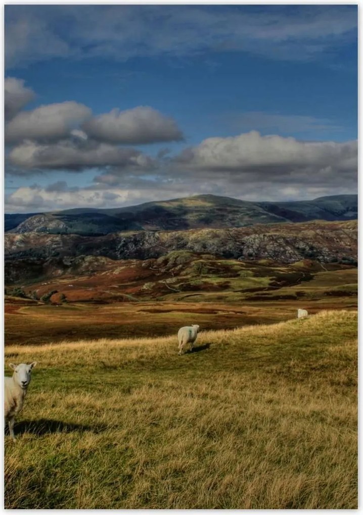 Poszterek 70x100 Bárányok a legelőn