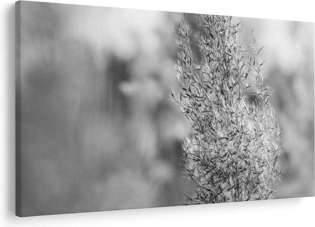 Kép - Boho pampafű (90x60 cm)