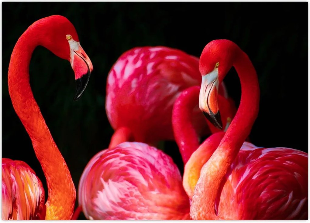 Vörös flamingók képe
 (üvegen) (70x50 cm)