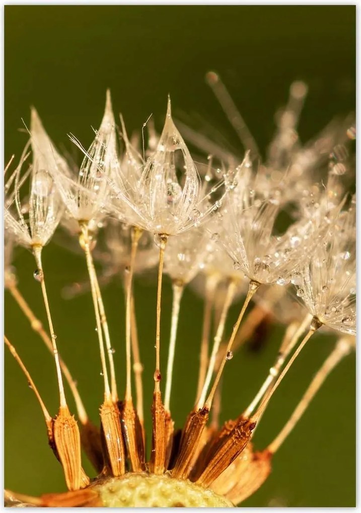 Poszterek 70x100 Pitypang pitypang