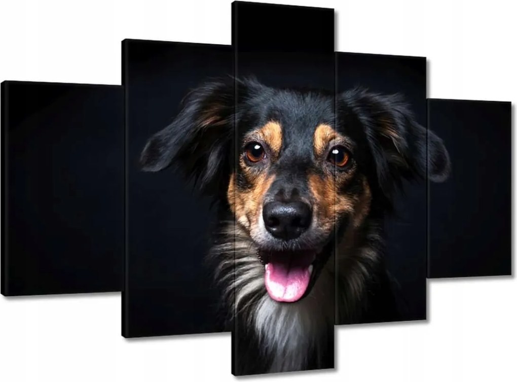 Festmények 150x105 Border Collie portré