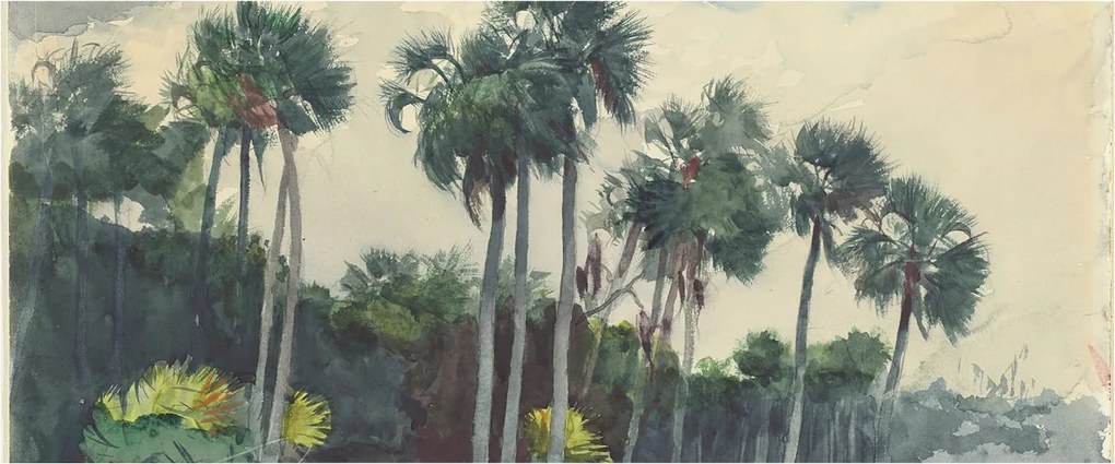 Flizelin fotótapéta Flizelin Design Egzotikus pálmafák 250x104