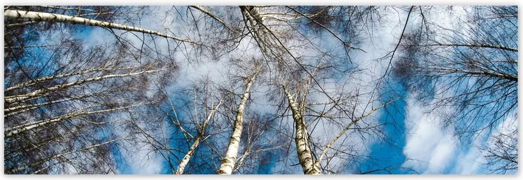 Poszterek 200x66 Nyírfa