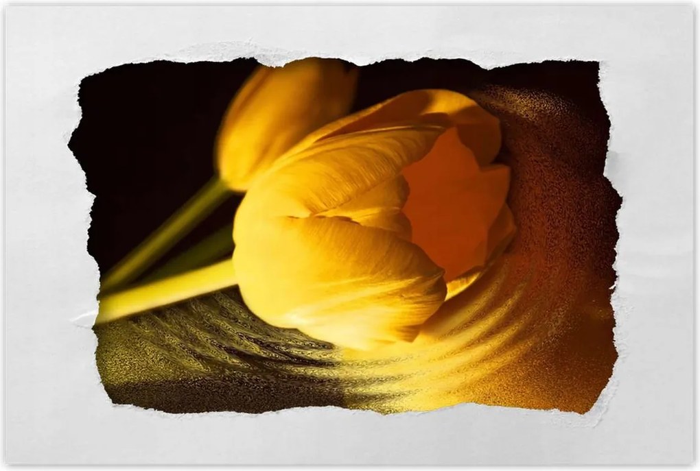 Poszterek 90x60 Sárga-arany tulipán