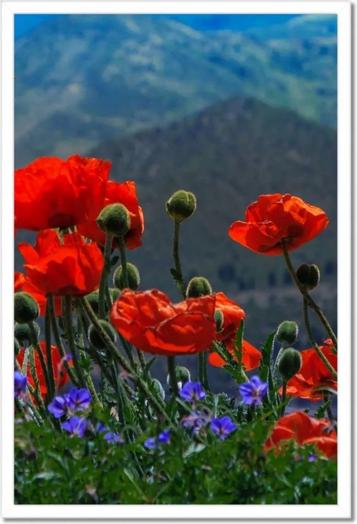 Poszter keretben 40x60 Piros pipacs Virágok