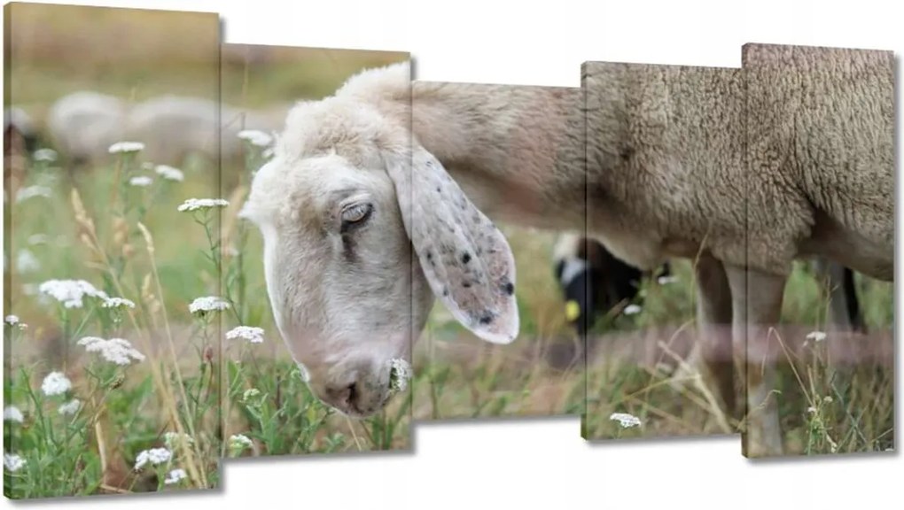 Festmények 150x80 Bárány a legelőn