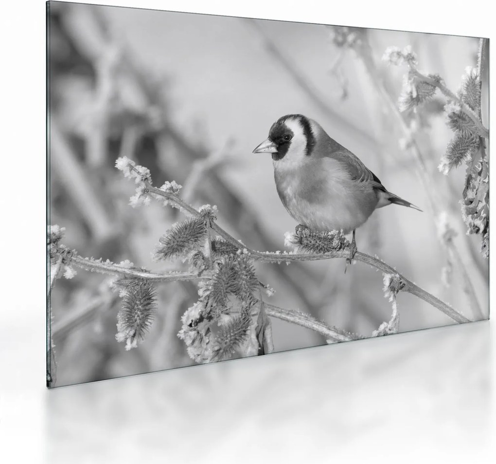Üveg kép - Egy madár télen (70x50 cm)
