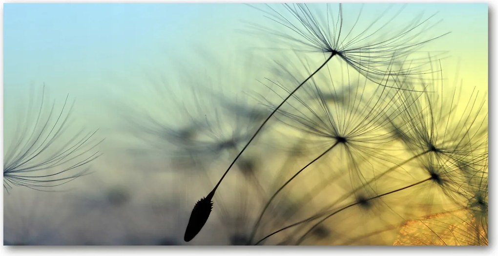 Fotó üvegkép Pitypang magok 140x70