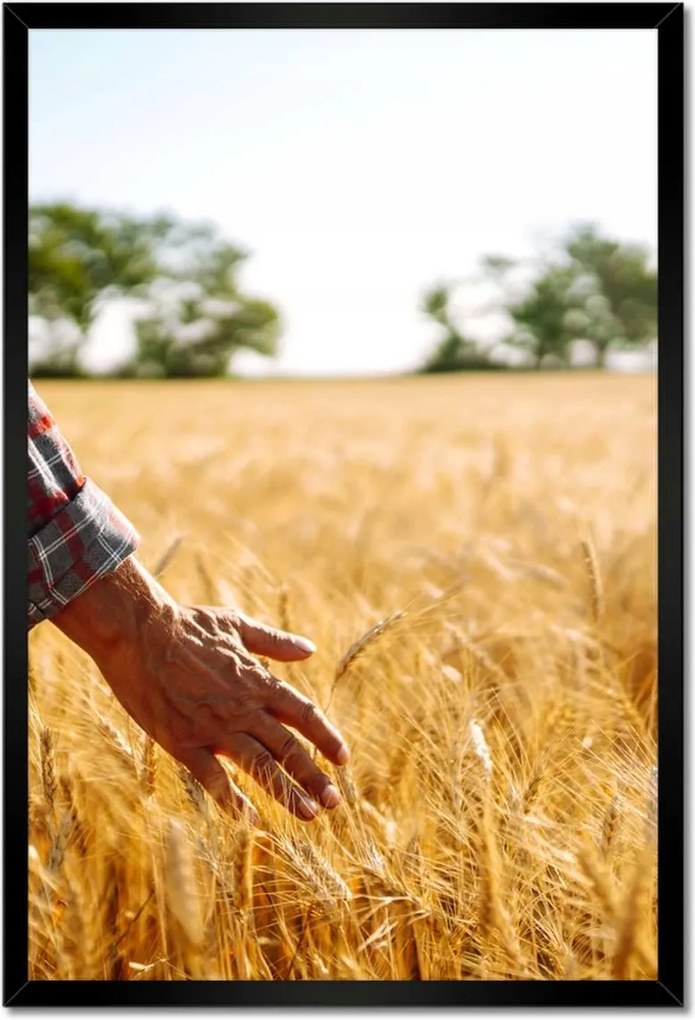 Poszterek keretben 40x60 Séta a gazda a gabonában