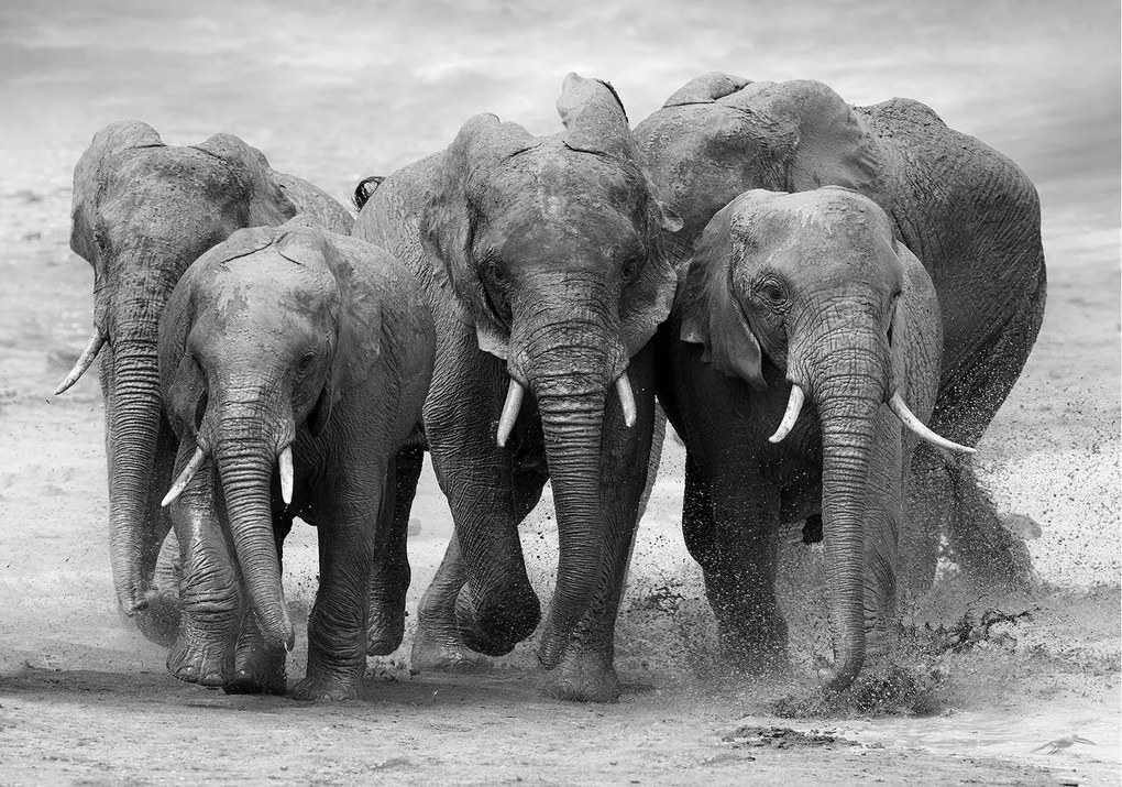 Fotótapéta Elefántok Afrikai motívumok 416x254 természet nyugalom elegancia +ragasztó