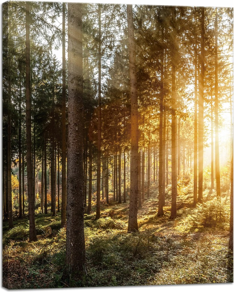 Nyírfák Napfény Reggel vászonkép 40x50 cm