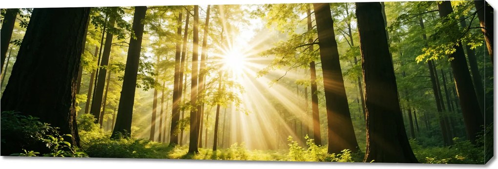 Vászonkép 150x50cm Hálószoba Nappaliba Panoráma Erdő