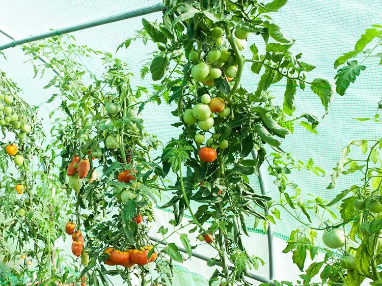 Kerti fóliaház/fóliasátor 2,5x4m UV filterrel PREMIUM