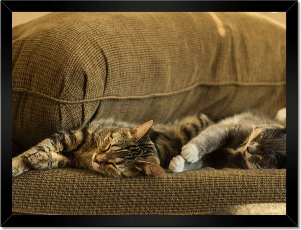 Poszterek keretben 40x30 Cica Cicák