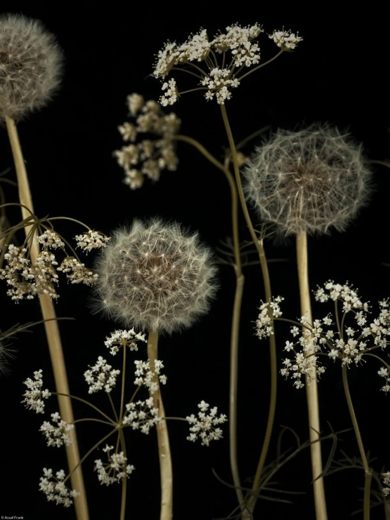 Poszter 30x40cm Réti virágok, Assaf Frank