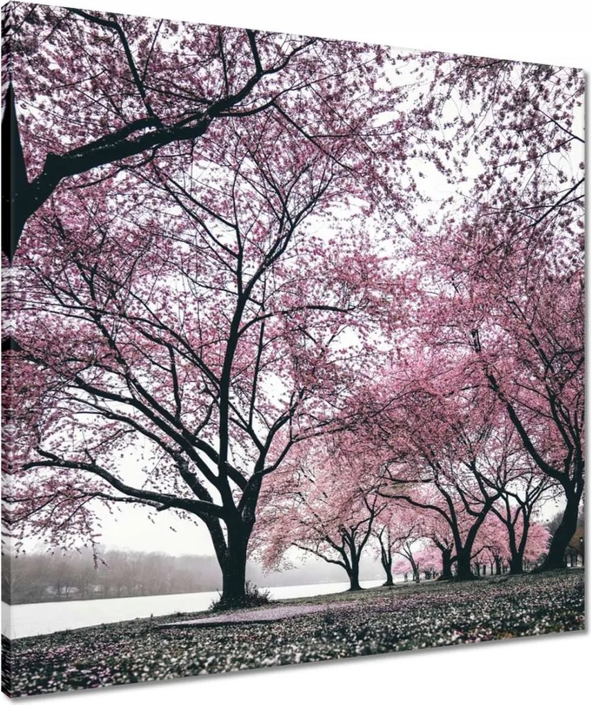 Vászonkép 60x60 Fa Fák Kilátás