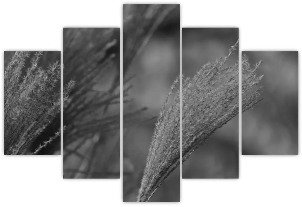 Kép - Szárított pampafű (150x105 cm)