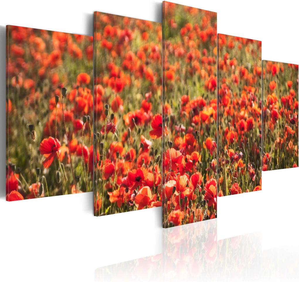 Kép - Red poppies on green meadow