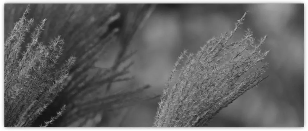 Kép - Szárított pampafű (120x50 cm)