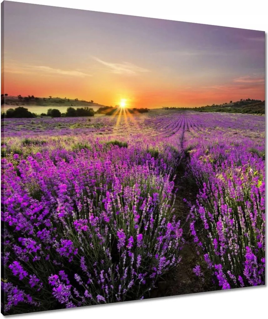 Vászonkép 80x80 Levendula rét
