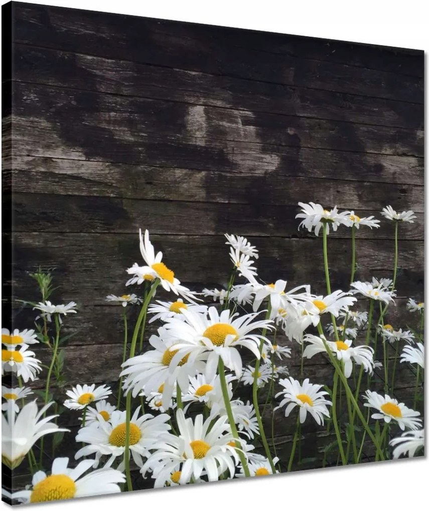 Festmények 40x40 Margaretki