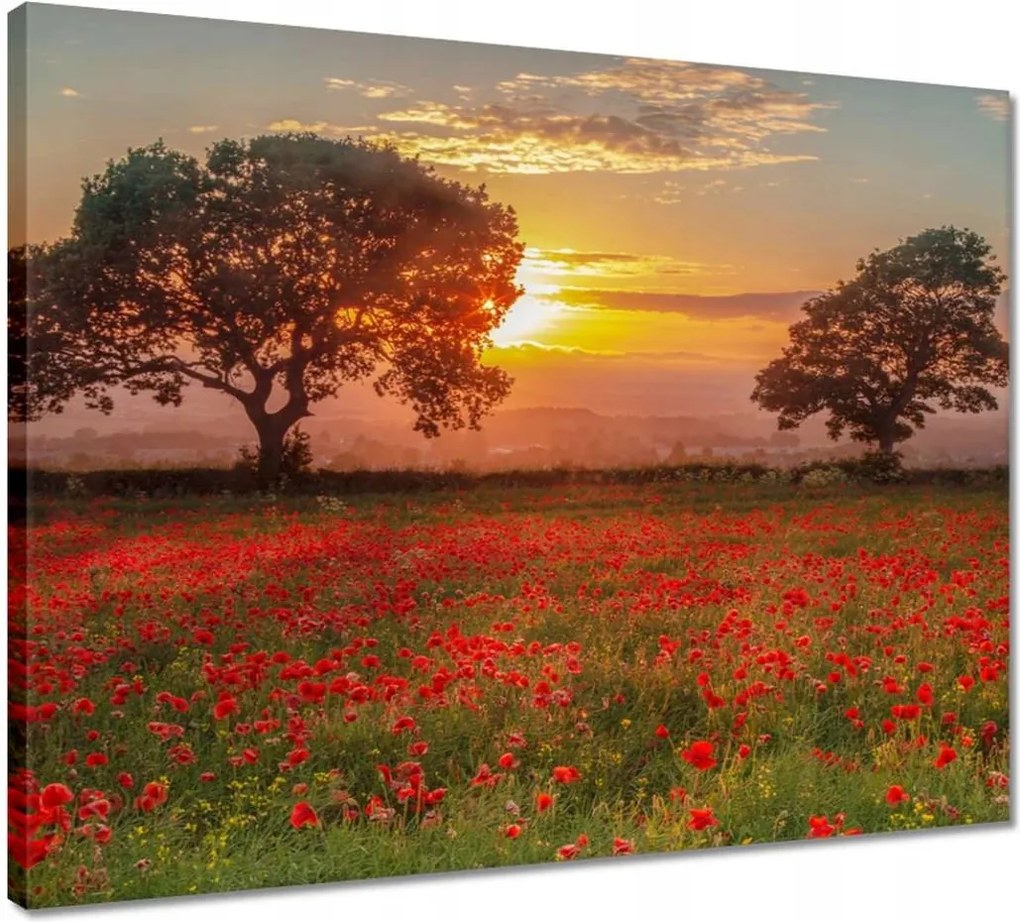 Vászonkép 50x40 Pipacsok a mezőn Tájkép